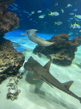 サンシャイン水族館に投稿された画像（2026/4/5）