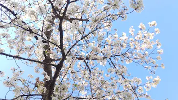 大阪城公園 西の丸庭園に投稿された画像（2026/4/5）