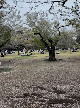 新宿御苑に投稿された画像（2026/4/5）