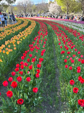 万博記念公園に投稿された画像（2026/4/5）