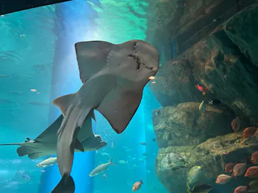 マクセル アクアパーク品川に投稿された画像（2026/4/5）