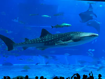 沖縄美ら海水族館に投稿された画像（2026/4/5）