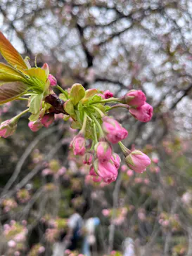 新宿御苑に投稿された画像（2026/4/5）