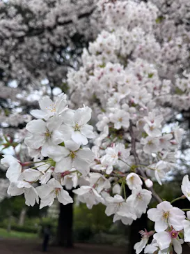 新宿御苑に投稿された画像（2026/4/5）