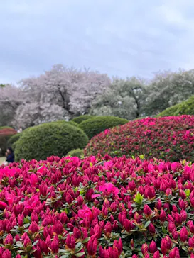 新宿御苑に投稿された画像（2026/4/5）