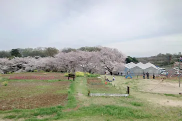 東松山市農林公園に投稿された画像（2026/4/5）