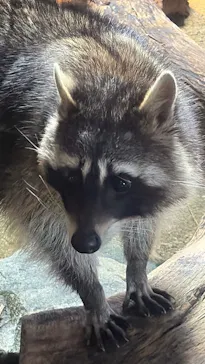 神戸どうぶつ王国に投稿された画像（2026/4/5）