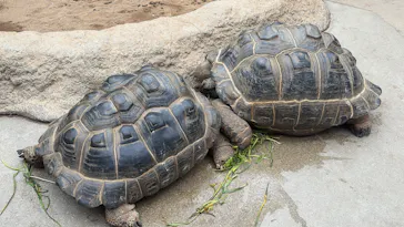 神戸どうぶつ王国に投稿された画像（2026/4/5）
