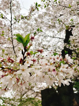 新宿御苑に投稿された画像（2026/4/5）