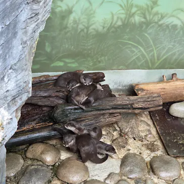世界淡水魚園水族館　アクア・トトぎふに投稿された画像（2026/4/5）