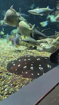 世界淡水魚園水族館　アクア・トトぎふに投稿された画像（2026/4/5）