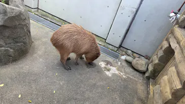 世界淡水魚園水族館　アクア・トトぎふに投稿された画像（2026/4/5）