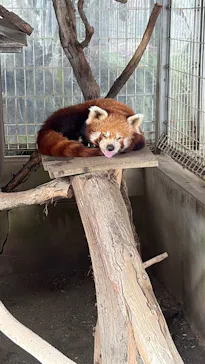 熱川バナナワニ園に投稿された画像（2026/4/5）