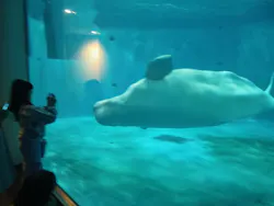 島根県立 しまね海洋館に投稿された画像（2026/4/5）