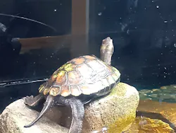 島根県立 しまね海洋館に投稿された画像（2026/4/5）