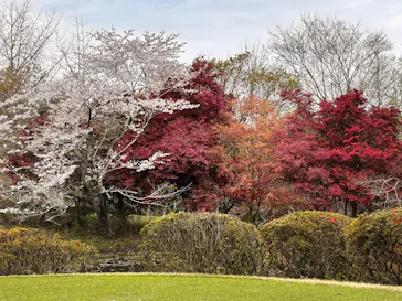 International Series Japanに投稿された画像（2026/4/5）