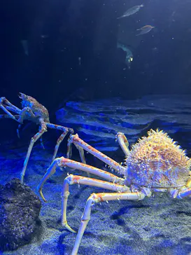 サンシャイン水族館に投稿された画像（2026/4/5）