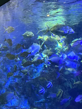 大分マリーンパレス水族館 「うみたまご」に投稿された画像（2026/4/5）