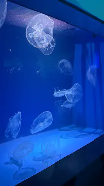 新江ノ島水族館に投稿された画像（2026/4/5）