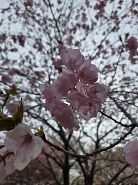名古屋市東山動植物園に投稿された画像（2026/4/5）