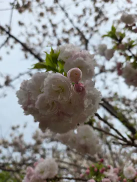 名古屋市東山動植物園に投稿された画像（2026/4/5）