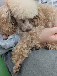 つくばわんわんランドに投稿された画像（2026/4/5）