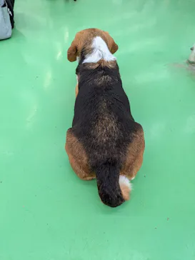 つくばわんわんランドに投稿された画像（2026/4/5）