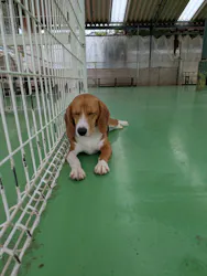 つくばわんわんランドに投稿された画像（2026/4/5）