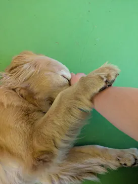 つくばわんわんランドに投稿された画像（2026/4/5）