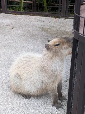 沖縄こどもの国に投稿された画像（2026/4/5）