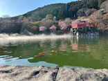 勝尾寺に投稿された画像（2026/4/5）