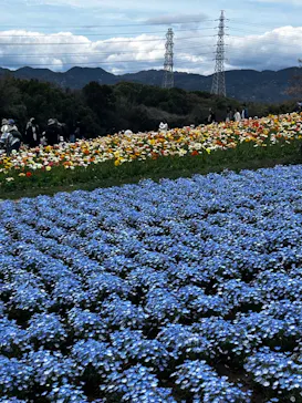 万博記念公園に投稿された画像（2026/4/5）