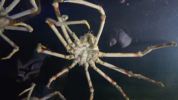 竹島水族館に投稿された画像（2026/4/5）