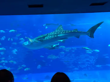 沖縄美ら海水族館に投稿された画像（2026/4/5）
