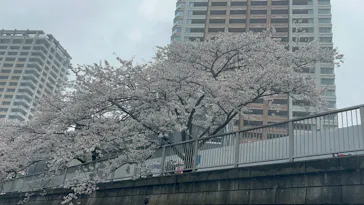 東京ウォータウェイズに投稿された画像（2026/4/5）