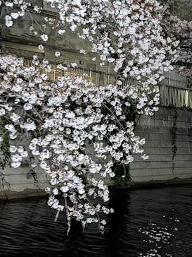 東京ウォータウェイズに投稿された画像（2026/4/5）