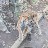 恩賜上野動物園に投稿された画像（2026/4/5）
