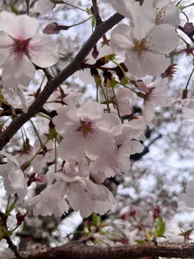 万博記念公園に投稿された画像（2026/4/5）