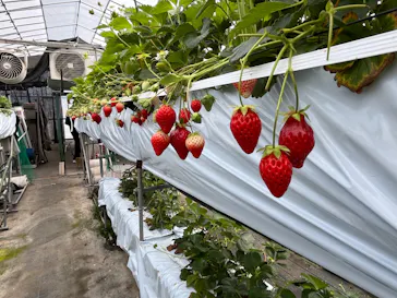 たにい農園に投稿された画像（2026/4/5）