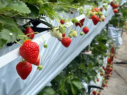 たにい農園に投稿された画像（2026/4/5）