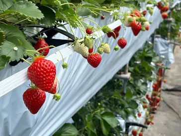 たにい農園に投稿された画像（2026/4/5）