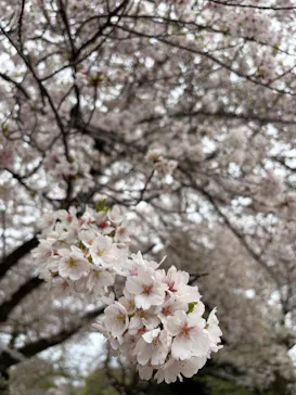 新宿御苑に投稿された画像（2026/4/5）