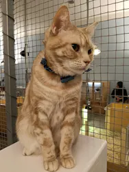 Moff アニマル カフェ イーアス 高尾店に投稿された画像（2026/4/5）