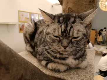 Moff アニマル カフェ イーアス 高尾店に投稿された画像（2026/4/5）