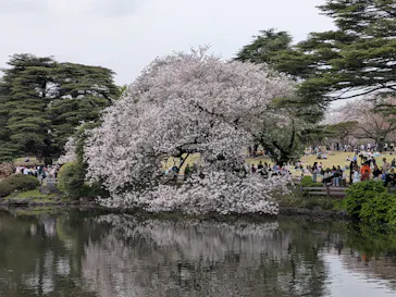 新宿御苑に投稿された画像（2026/4/5）