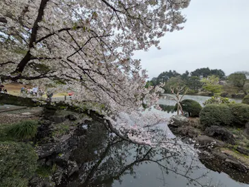 新宿御苑に投稿された画像（2026/4/5）