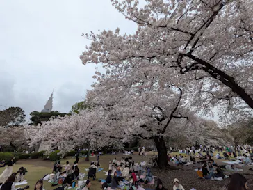 新宿御苑に投稿された画像（2026/4/5）