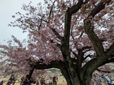 新宿御苑に投稿された画像（2026/4/5）