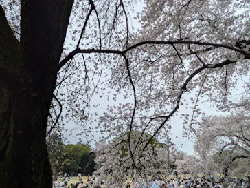 新宿御苑に投稿された画像（2026/4/5）