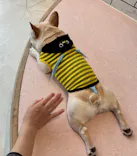 いぬカフェRio 原宿竹下通り店に投稿された画像（2026/4/5）